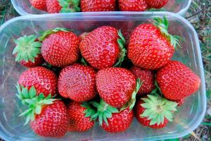 Клубника "МАРМЕЛАДА" (6 шт.)